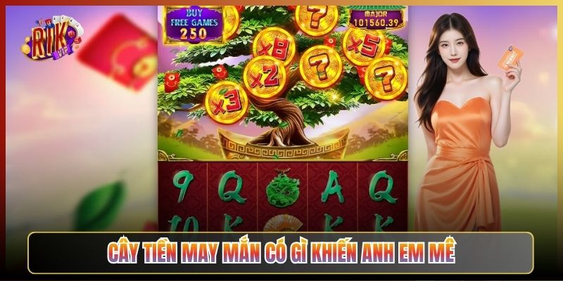 Cây Tiền May Mắn Có Gì Khiến Anh Em Mê